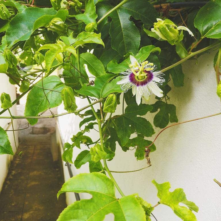 Jungle Guest House ガル エクステリア 写真